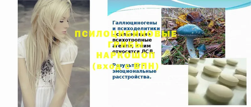 Галлюциногенные грибы Psilocybe  Кодинск 